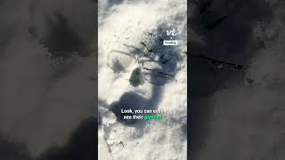 I Wonder Who Fell Over In The Snow