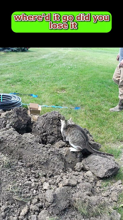 Kucing MENANGKAP Tikus!