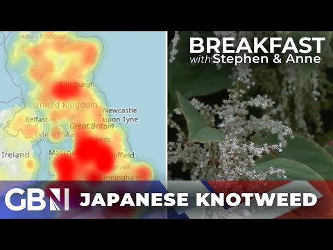 'You could be fined £30,000 if you don't declare Japanese Knotweed' | Infestations growing