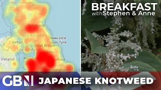 'You could be fined £30,000 if you don't declare Japanese Knotweed' | Infestations growing
