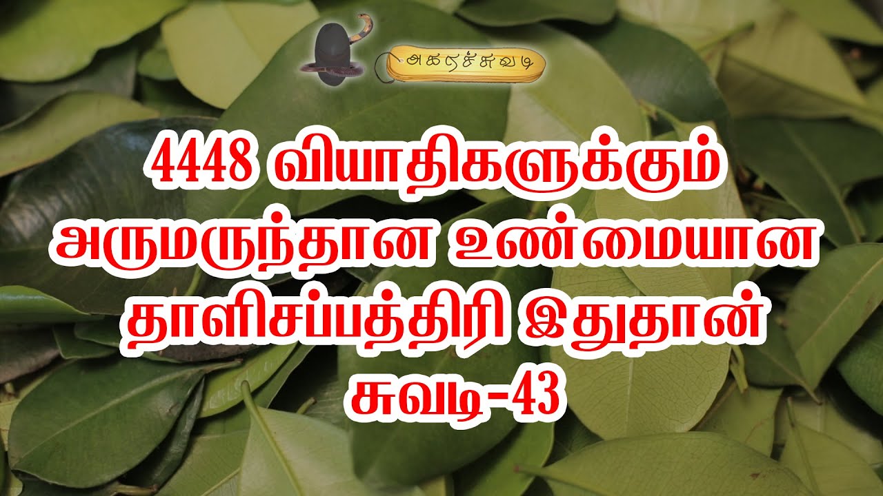 4448 வியாதிகளுக்கும் அருமருந்தான உண்மையான தாளிசப்பத்திரி இதுதான் | சுவடி-43