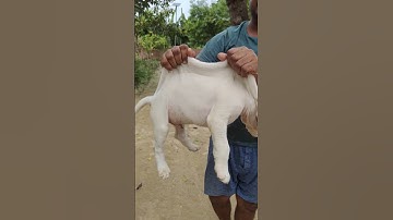 High quality #bully #kutta #puppies for #sale 7529910961