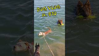 Dog Walker's Daily Routine: Doberman, Pitbull & German Shepherd lakeside walking #dogvlog #dogwalker