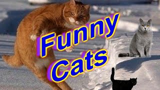 Funny Cats 3, Смешные коты 3 Funny Cats 3, Смешные коты 3