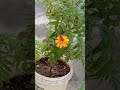 #naturecinematic #naturefilm #sunset #youtubeshorts #nature #organicfarming #organic