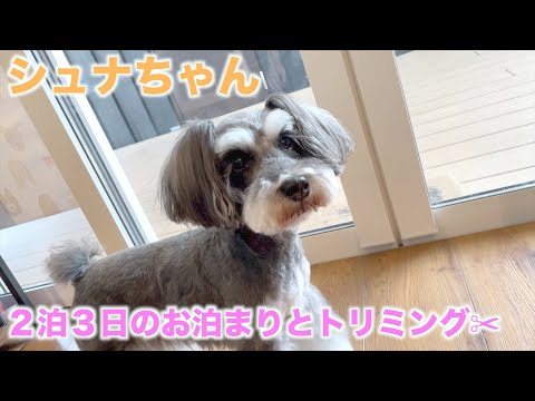 【ペットホテル】【トリミング】２泊３日のお泊まりとトリミングを受けてくれたシュナちゃん♪【ベルちゃん】2022年3月31日(木)〜4月2日(土)