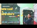Alhmdualllah New cage &amp; New Bird's la Liya 😍❤️ | #birds #lovebirds #subscribe #foryou #fypシ゚viral 