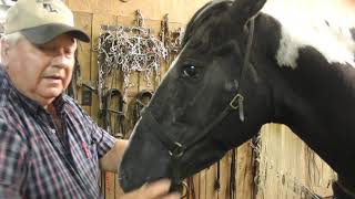 McNatt Farms Caveson and curb chain Instructions For Gaited Horses I