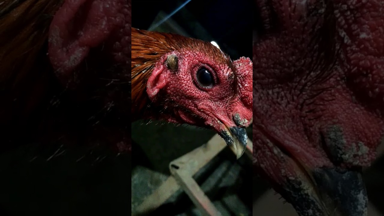 Ayam bangkok bermata hitam full YouTube