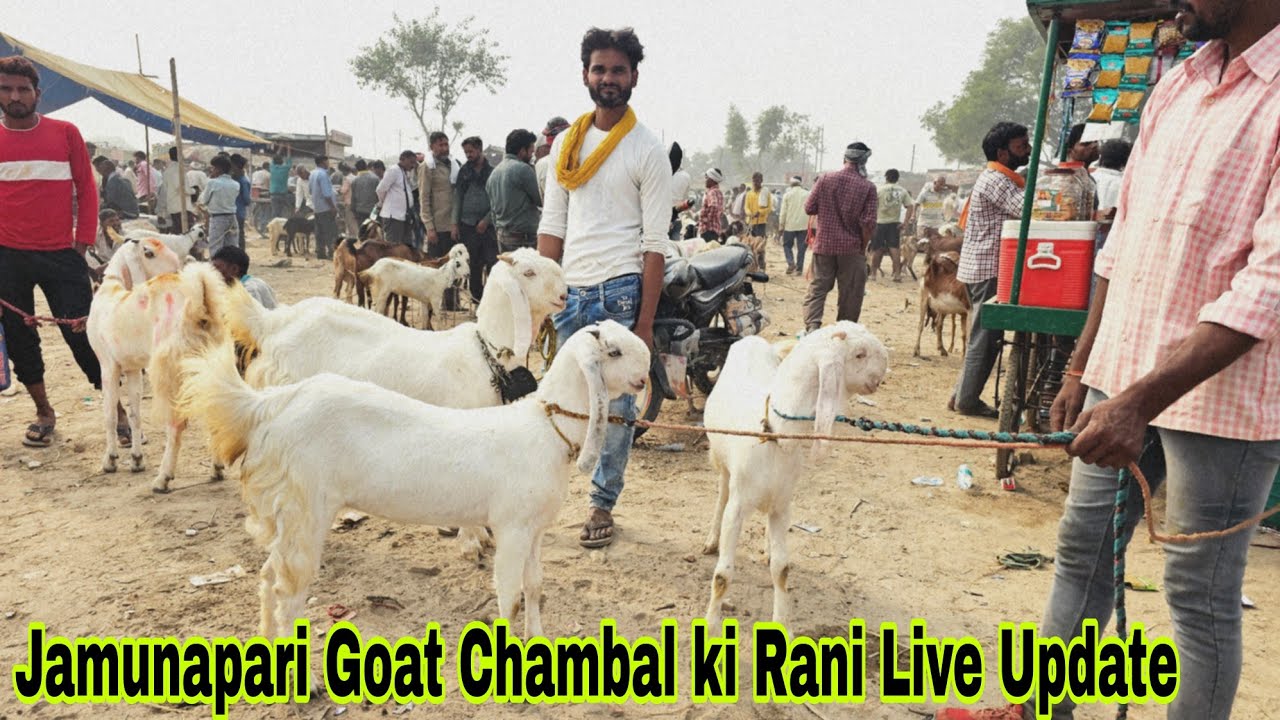 Jaswantnagar Bakra Mandi Live Documentary | Jamunapari Chambal Ki Rani ...