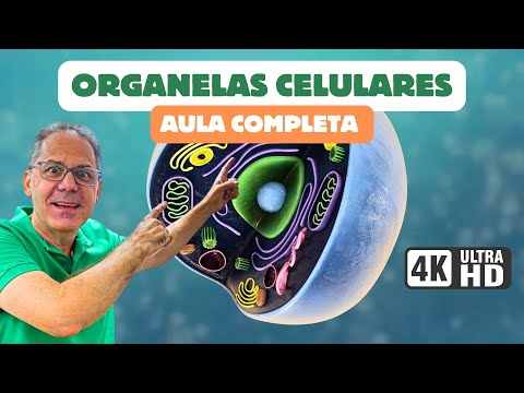 Organelas Celulares :