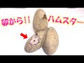 ハムスターって卵から生まれるの!?