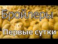 Заселение бройлеров 1500 голов/новая партия птицы/выращивание бройлеров/бизнес на бройлерах