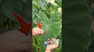 Can Colour Change A Leaf Forever