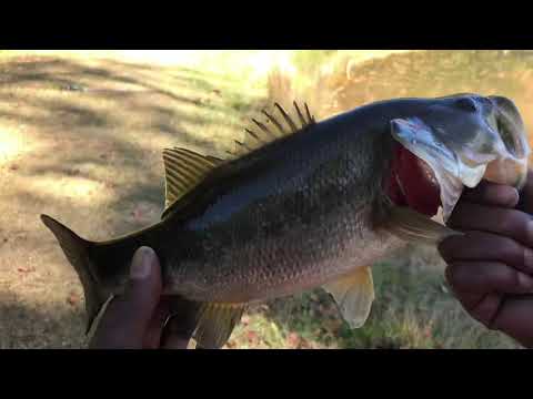 Big BASS caught on a Buzzbait (Randolph Pond DSS)