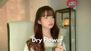 優里 (Yuuri) - Dry Flower ドライフラワ | Shania Yan Cover