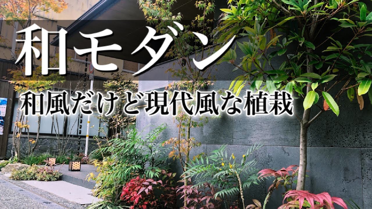 日陰の庭に役立つ 日陰に強い 常緑の定番おすすめ植物9選 流行りの植物1選 常緑低木編 Youtube