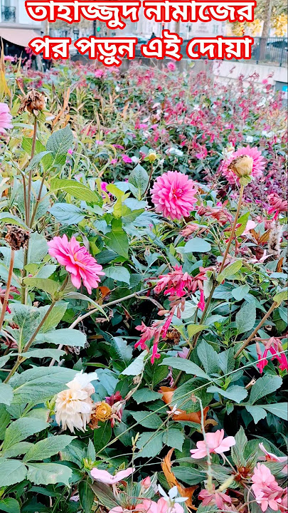 Beautiful flower garden #flowers #ytshorts #istagfar #trending #astaghfarkifazeelat #love #ahmadulla