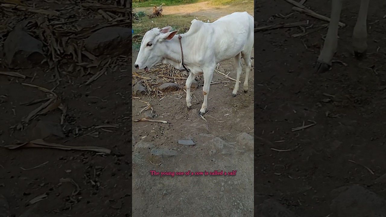 The Young One Of A Cow Is Called A Calf calf calfrearing calfsound The Young One Of A Cow Is Called A Calf calf calfrearing calfsound