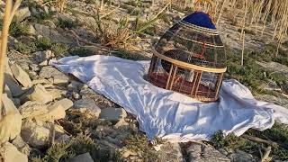3 Kala Teetar Ka Muqabla  Kala Teetar In Pakistan 