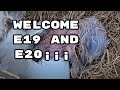 Welcome to the world of eagle E19 and E20 - Bienvenidos al mundo eagle E19 y E20