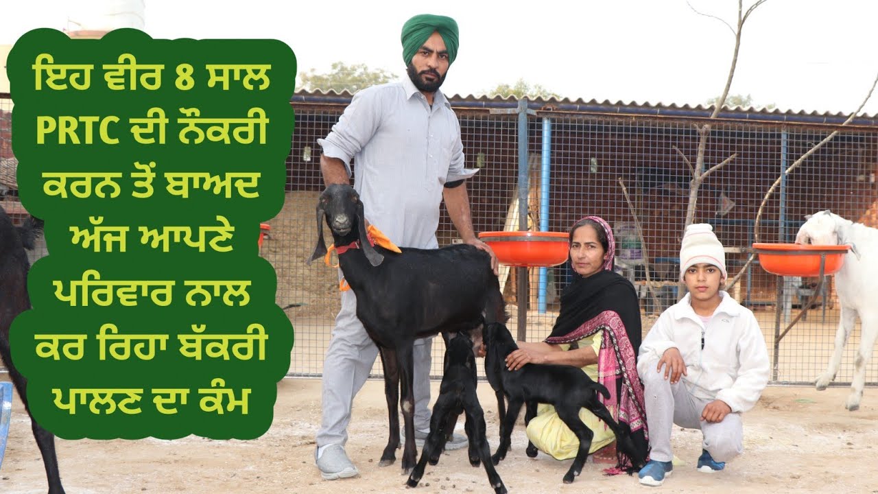 PRTC ਦੀ ਨੌਕਰੀ ਛੱਡ ਕੇ ਸ਼ੁਰੂ ਕੀਤਾ ਬੱਕਰੀ ਪਾਲਣ • Goat Farming • Ilti Lana TV •