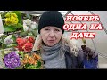 Красота требует заботы и ухода. Аурикулы или примулы ушковые - неописуема красота на даче.