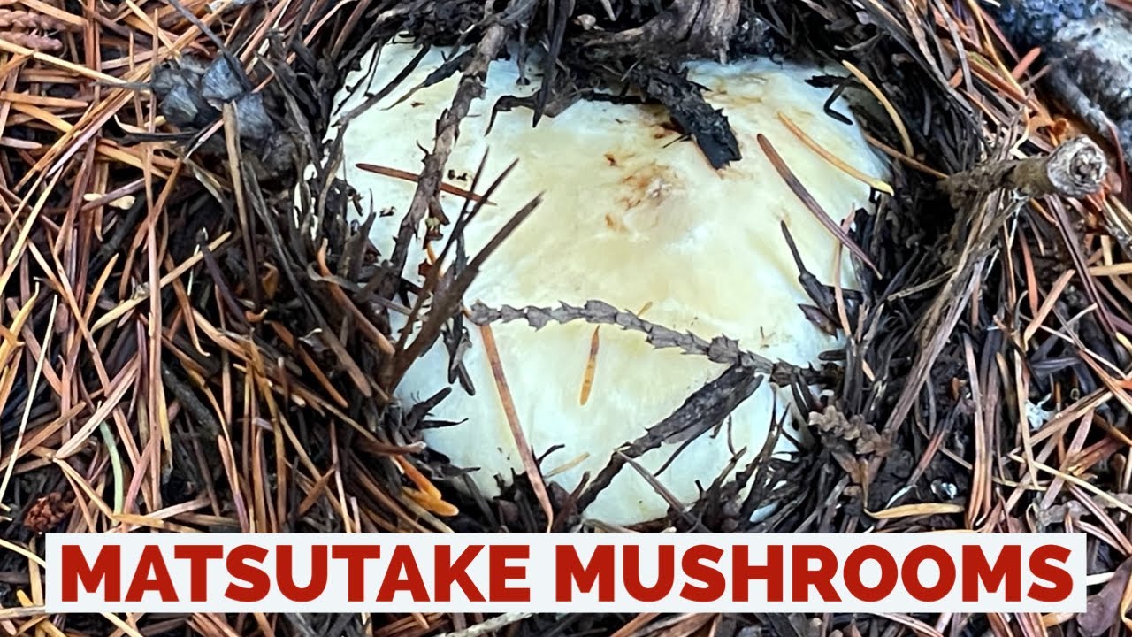 Matsutake Mushrooms (Pine Mushrooms) Pacific Northwest Hidden Culinary