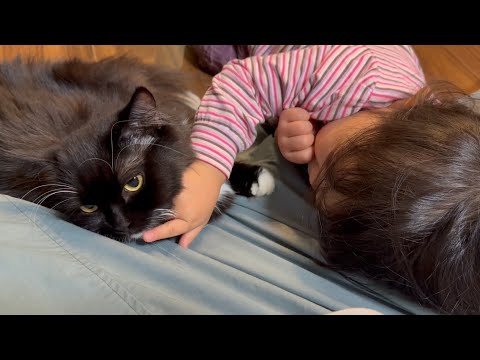 しつこい猫から守られる猫　ラガマフィンA cat protected from a persistent cat. Ragamuffin
