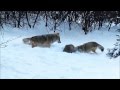 American Badger vs. Coyotes