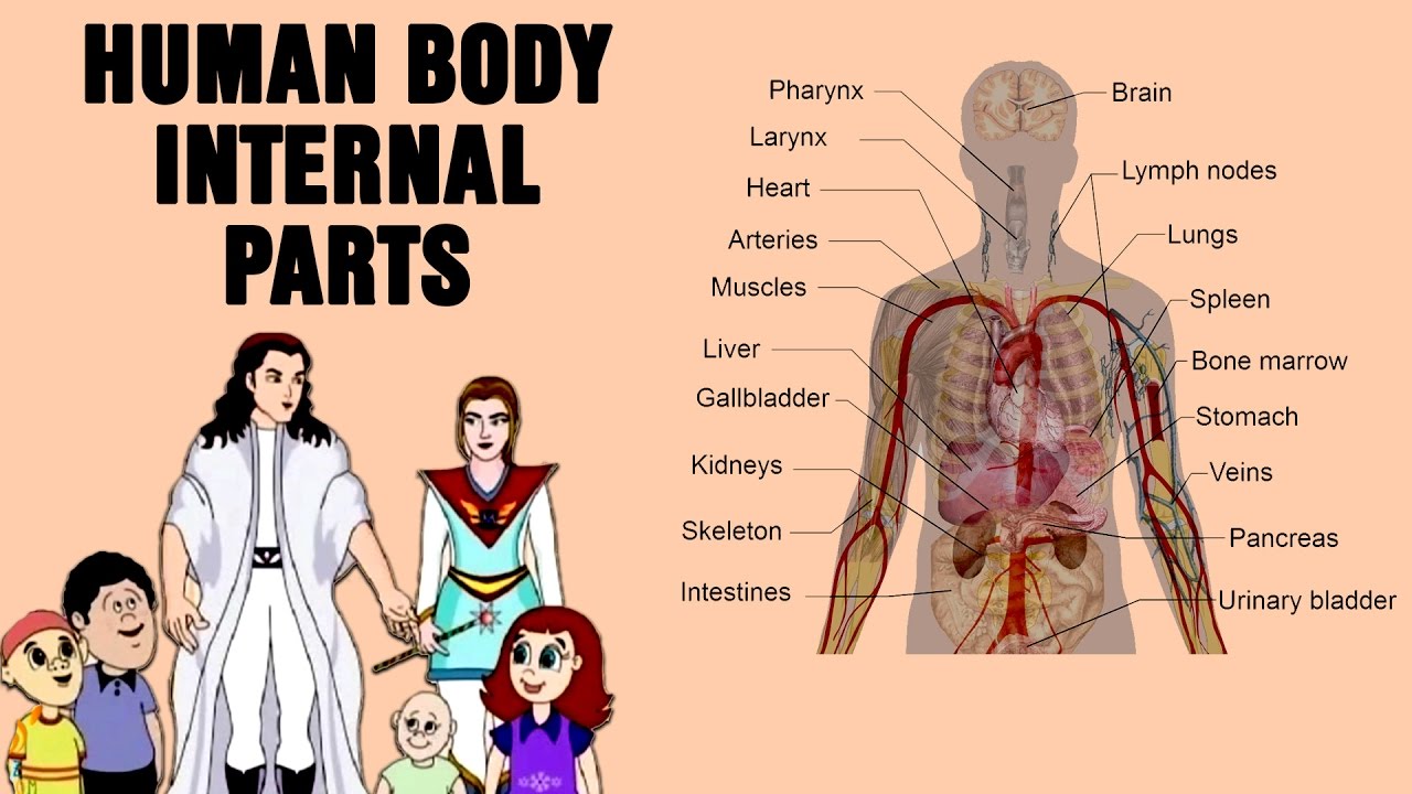 Learn Human Body Internal Parts Human Body Parts For Kids Fun N