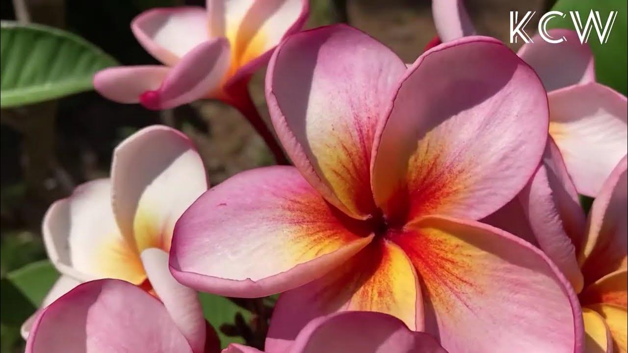🔴Plumeria 'Tai Surprise' Frangipani **Please Visit channel to watch all 45 Types of Plumeria