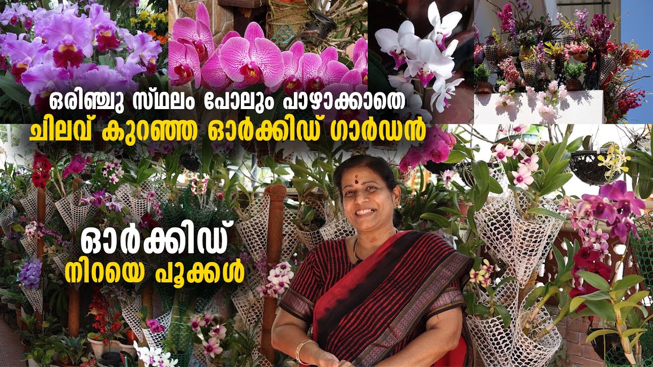 ഒരിഞ്ചു സ്ഥലം പോലും പാഴാക്കാതെ ചിലവ് കുറഞ്ഞ ​ഗാർഡൻ| ഓർക്കിഡ് നിറയെ പൂക്കൾ |  Beautiful Orchid Garden