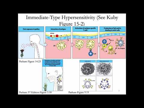 Immunology Lecture 30: Hypersensitivity (Allergy) 1