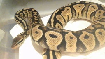 Ball Python Collection update