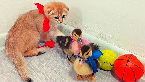 Video 11788361: scottish fold cat kitten, cute scottish fold kitten, pets scottish, animal cat pet kitten