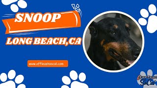 Doberman Pinscher Training | Snoop | Long Beach, CA