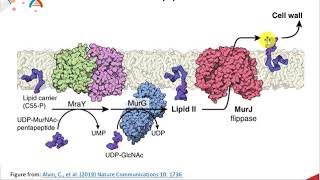 Lipids Part 3 of 12: Phospholipids