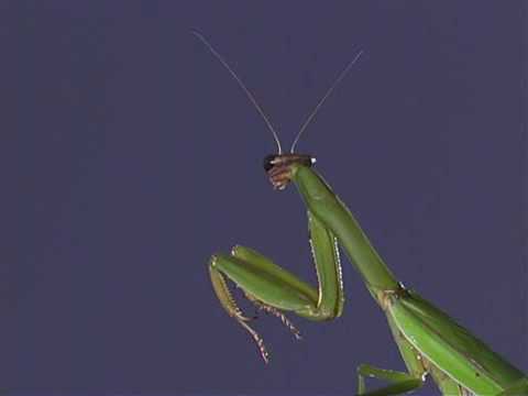 Praying mantis - Natural History