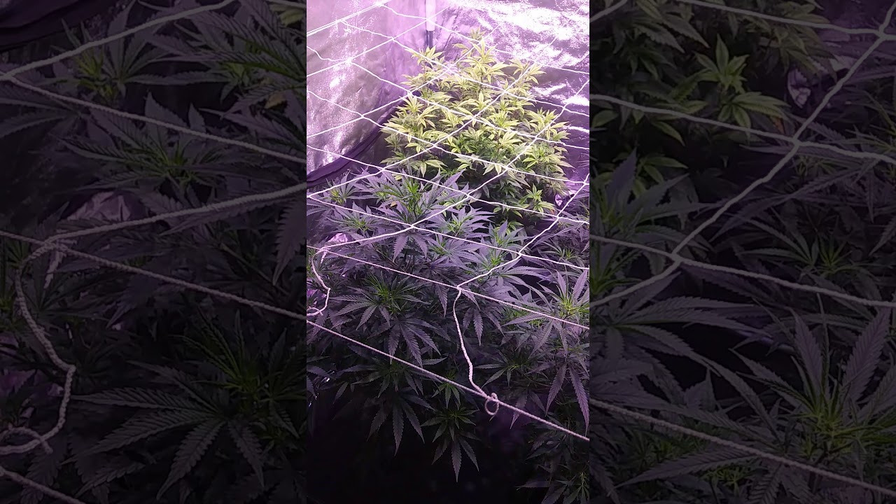 Jack herer pineapple express hulk berry