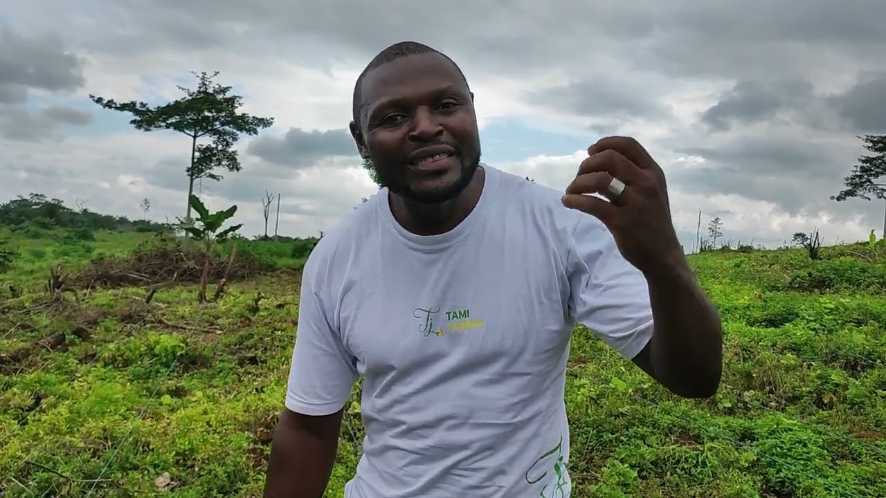 Repiquage du piment du 4 hectare. Un truc de dingue