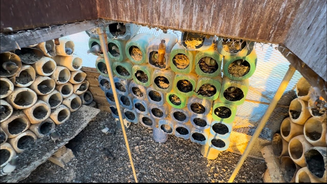 وهذي عريشه شبه مهجوره الله يبارك👍