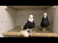 Голуби Tauben Pigeons Таджикские акушы Чёрные
