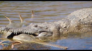 ANIMAIS QUE PODEM DERROTAR CROCODILOS E JACARÉS