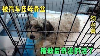 被汽车碾压的流浪狗留留，救助后奇迹般的活了，现仍在医院治疗 Dog rescue in China 20211225
