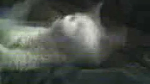 Video 1221381: white turkish angora cat, eyes white cat, cat white color