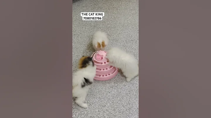 Watch the video about Van male kitten calico female kitten available for sale,persian kittens ,playfull delivery available