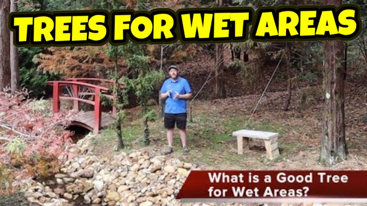Trees for Wet & Boggy Areas Gardening 101 Do Japanese maples like