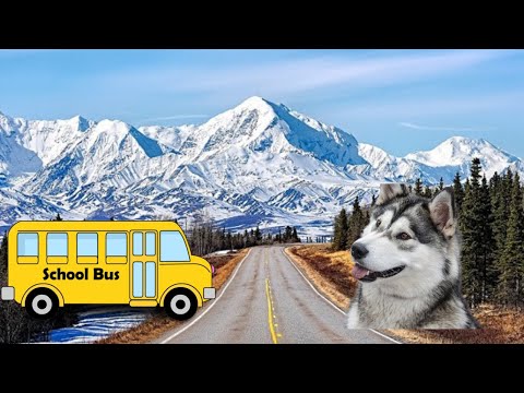 Video: Eclipse the Labrador prende l'autobus per il parco dei cani locale