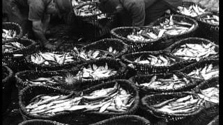 Thousands Of Pounds Of Herring And Bloaters Reach The East Coast In England Hd Stock Footage